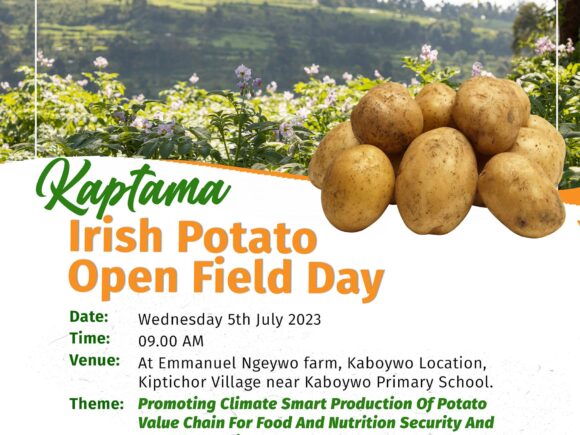 Enhancing Crop Production: Join Us for the Kaptama Irish Potato Open Field Day